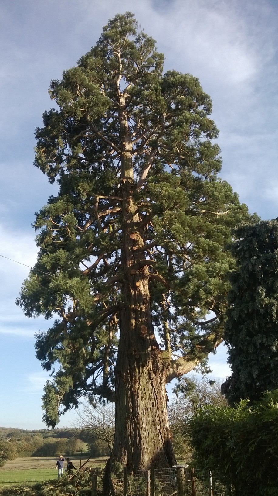 Le métier d'arboriste 