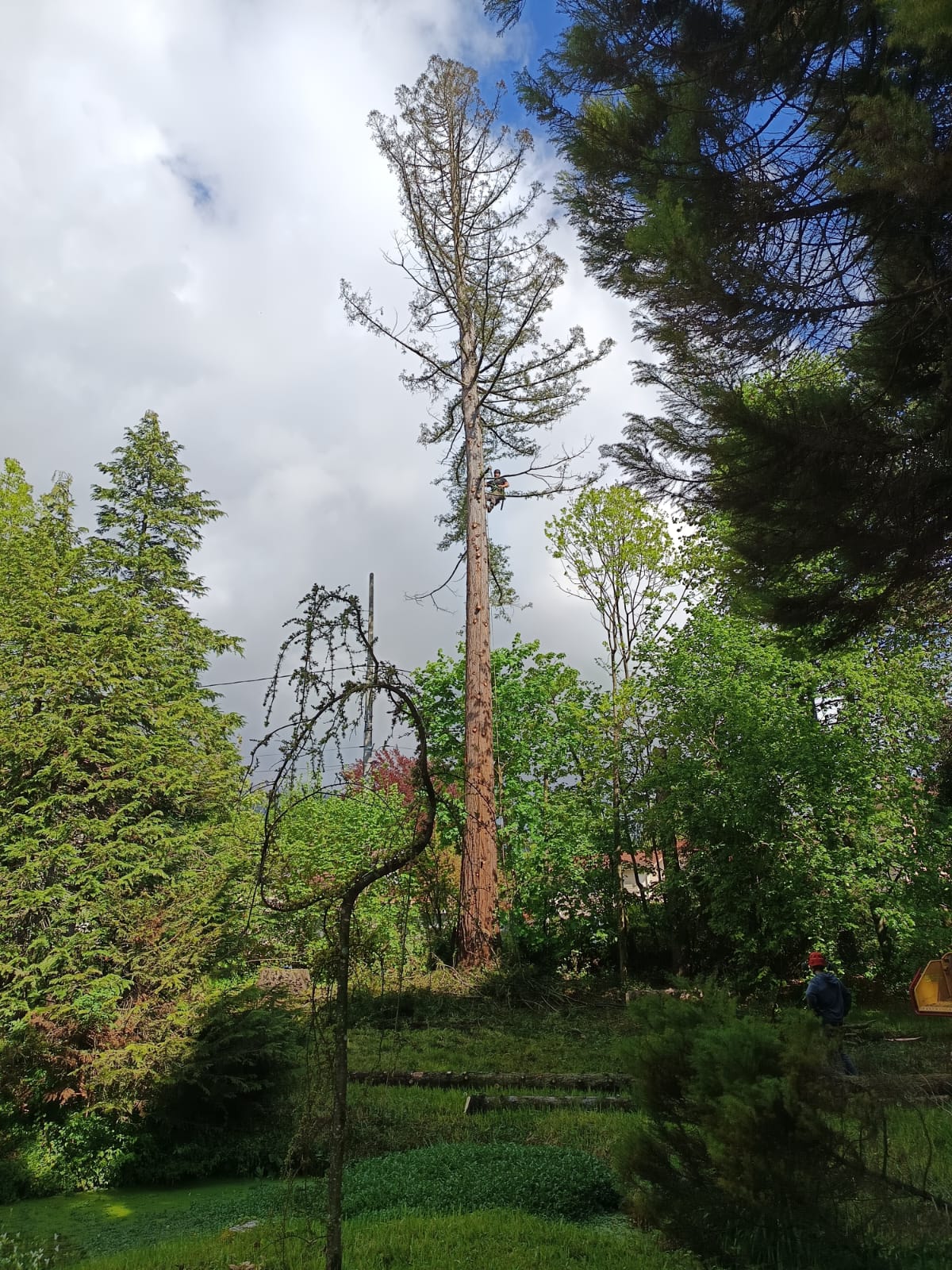 l'Abattage d'un arbre