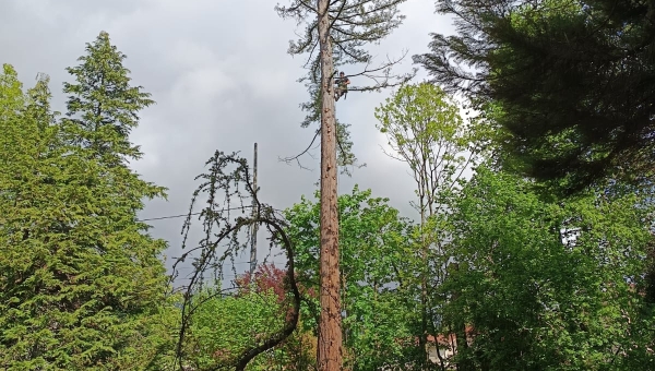 l'Abattage d'un arbre
