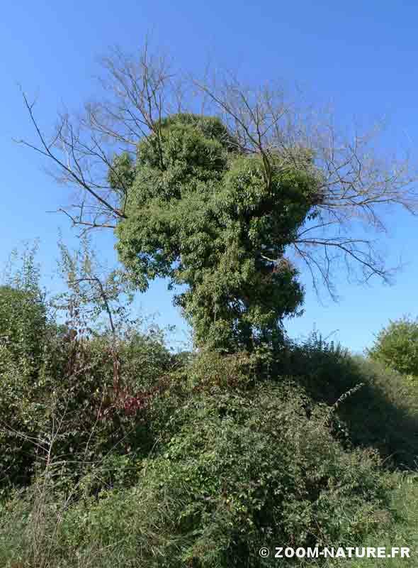 Le lierre sur les arbres
