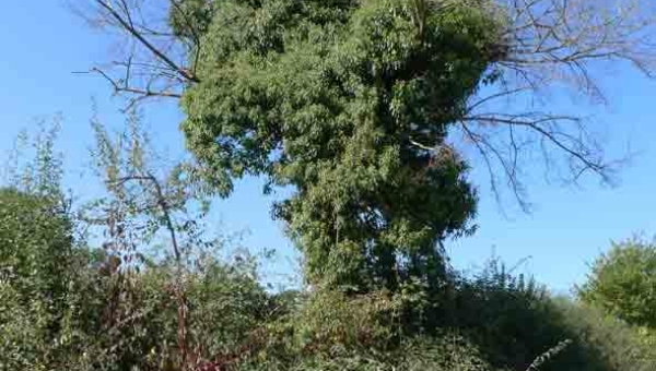Le lierre sur les arbres