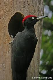 Le pic noir, appelé scientifiquement Dryocopus martius, est le plus grand des pics d’Europe. Il vit principalement dans les forêts de grands arbres, surtout les hêtres et les conifères. Ce oiseau est facilement reconnaissable à son plumage noir et à sa calotte rouge sur la tête. Le pic noir creuse des trous dans les troncs à l’aide de son bec très puissant. Ces trous lui servent à chercher sa nourriture, composée surtout de fourmis et de larves d’insectes vivant sous l’écorce. Il joue un rôle important dans l’écosystème en régulant les insectes nuisibles, comme certains scolytes. Les cavités qu’il creuse servent aussi d’abri à d’autres animaux (oiseaux, chauves-souris). Sa présence est souvent un signe de forêt en bonne santé. On peut repérer son activité grâce aux grands trous ovales et aux copeaux de bois au pied des arbres. Le pic noir est une espèce protégée dans plusieurs pays européens.