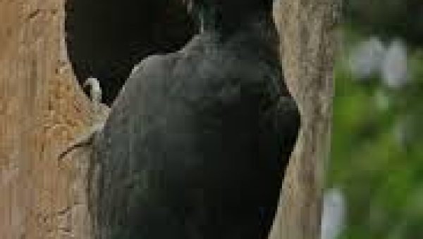 Le pic noir, appelé scientifiquement Dryocopus martius, est le plus grand des pics d’Europe. Il vit principalement dans les forêts de grands arbres, surtout les hêtres et les conifères. Ce oiseau est facilement reconnaissable à son plumage noir et à sa calotte rouge sur la tête. Le pic noir creuse des trous dans les troncs à l’aide de son bec très puissant. Ces trous lui servent à chercher sa nourriture, composée surtout de fourmis et de larves d’insectes vivant sous l’écorce. Il joue un rôle important dans l’écosystème en régulant les insectes nuisibles, comme certains scolytes. Les cavités qu’il creuse servent aussi d’abri à d’autres animaux (oiseaux, chauves-souris). Sa présence est souvent un signe de forêt en bonne santé. On peut repérer son activité grâce aux grands trous ovales et aux copeaux de bois au pied des arbres. Le pic noir est une espèce protégée dans plusieurs pays européens.