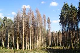 Le scolyte est un petit insecte coléoptère vivant sous l’écorce des arbres, comme Ips typographus, très répandu en Europe. Il attaque surtout les conifères (épicéas, pins). L’adulte creuse des galeries sous l’écorce pour y pondre ses œufs. Les larves se développent en creusant à leur tour, ce qui coupe la circulation de la sève. L’arbre ne peut plus se nourrir correctement et finit souvent par mourir. Les scolytes ciblent en priorité les arbres affaiblis (sécheresse, maladies, tempêtes), mais en cas de forte invasion, ils peuvent aussi toucher des arbres en bonne santé. On repère leur présence grâce à des petits trous dans l’écorce, de la sciure au pied de l’arbre et un changement de couleur des aiguilles (elles jaunissent puis brunissent). Leur prolifération est favorisée par les étés chauds et secs, ce qui explique leur augmentation récente. Pour limiter les dégâts, on coupe les arbres infestés et on les évacue rapidement afin d’éviter la propagation à toute la forêt.