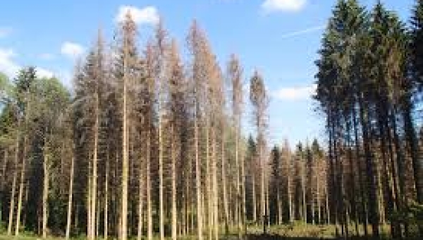 Le scolyte est un petit insecte coléoptère vivant sous l’écorce des arbres, comme Ips typographus, très répandu en Europe. Il attaque surtout les conifères (épicéas, pins). L’adulte creuse des galeries sous l’écorce pour y pondre ses œufs. Les larves se développent en creusant à leur tour, ce qui coupe la circulation de la sève. L’arbre ne peut plus se nourrir correctement et finit souvent par mourir. Les scolytes ciblent en priorité les arbres affaiblis (sécheresse, maladies, tempêtes), mais en cas de forte invasion, ils peuvent aussi toucher des arbres en bonne santé. On repère leur présence grâce à des petits trous dans l’écorce, de la sciure au pied de l’arbre et un changement de couleur des aiguilles (elles jaunissent puis brunissent). Leur prolifération est favorisée par les étés chauds et secs, ce qui explique leur augmentation récente. Pour limiter les dégâts, on coupe les arbres infestés et on les évacue rapidement afin d’éviter la propagation à toute la forêt.